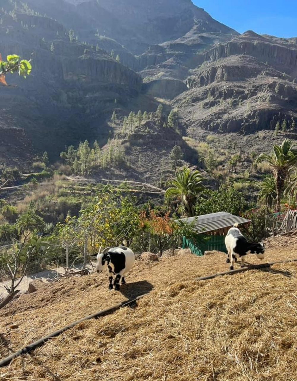 D50FB734-10E4-4418-8D09-D21365F5F418